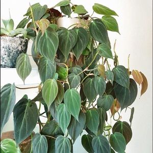 Philodendron Micans cutting